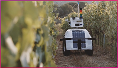 포도 질병 찾는 크롭시